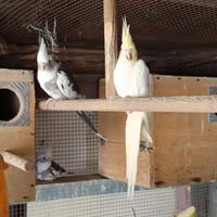 Pappagalli riproduttive di calopsiti