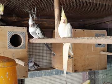 Pappagalli riproduttive di calopsiti