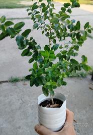 2 piantine di ligustro sinensis