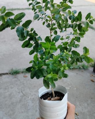 2 piantine di ligustro sinensis