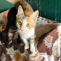 Olivia gattina 5 mesi