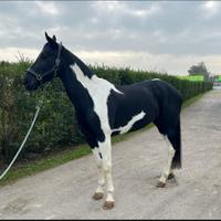 Cavallo italiano