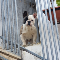 Bulldog francese