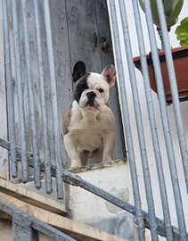 Bulldog francese