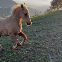 Palomino quarter horse