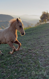 Palomino quarter horse