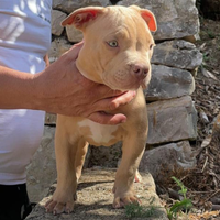 Pitbull