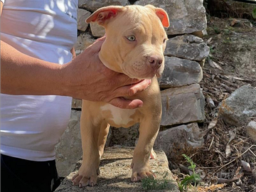 Pitbull