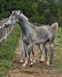 Cavallo arabo