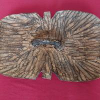 Scudo Africano Tribù Songye Zaire Legno Intagliato