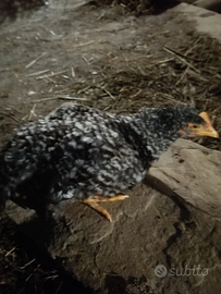 Pulcinotto di 5 mesi Amrock