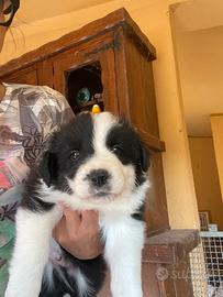 Border collie con pedigree maschietti