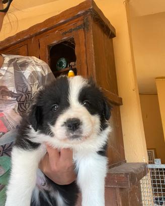 Border collie con pedigree maschietti