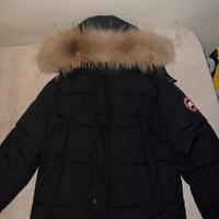 Canada goose