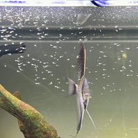 Scalari