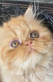 Cucciola di gatto persiano