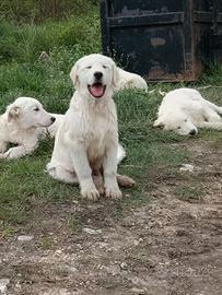 Cane da Pastore maremmano abruzzese