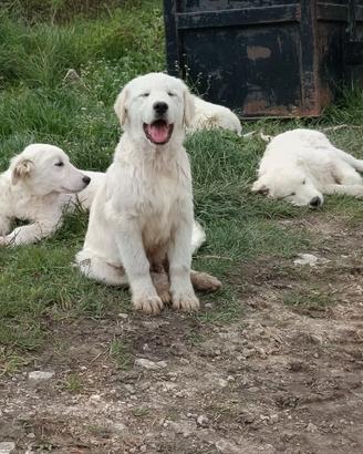 Cane da Pastore maremmano abruzzese