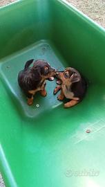 Cucciolo di pincher