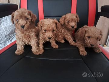 Barboncini Toy Albicocca Intenso