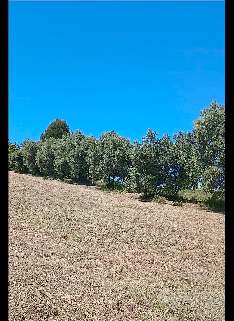 terreno agricolo Potenza Picena - Vista 3