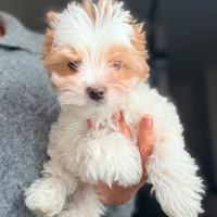 Biewer Yorkshire terrier golddust