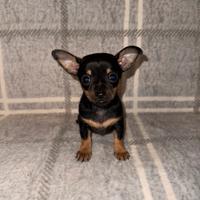 Pinscher toy
