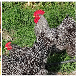 Galline e galline AMROCK