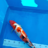 Carpe koi