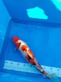 Carpe koi