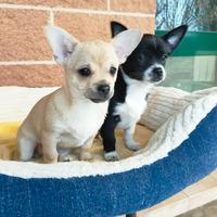 Cuccioli Chihuahua