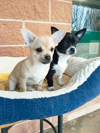 Cuccioli Chihuahua