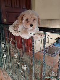 Maltese - maltipoo - maschio