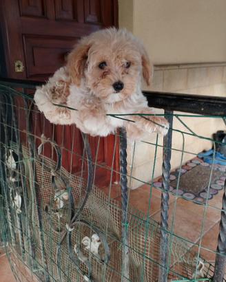 Maltese - maltipoo - maschio