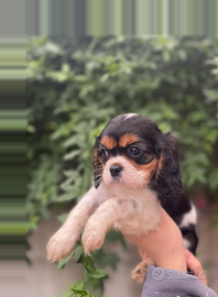 Cavalier king