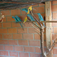 Pappagalli Blu Parrocchetti dal Collare