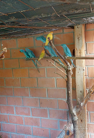 Pappagalli Blu Parrocchetti dal Collare