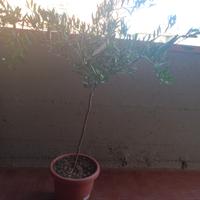 Albero di Limone Caviale 