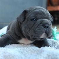 Bulldog francese