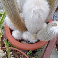 CACTUS PELO BIANCO in vaso di terracotta