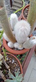 CACTUS PELO BIANCO in vaso di terracotta