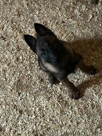 Pastore belga Malinois