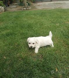 Maltese piccoli
