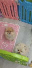 Spitz pomerania