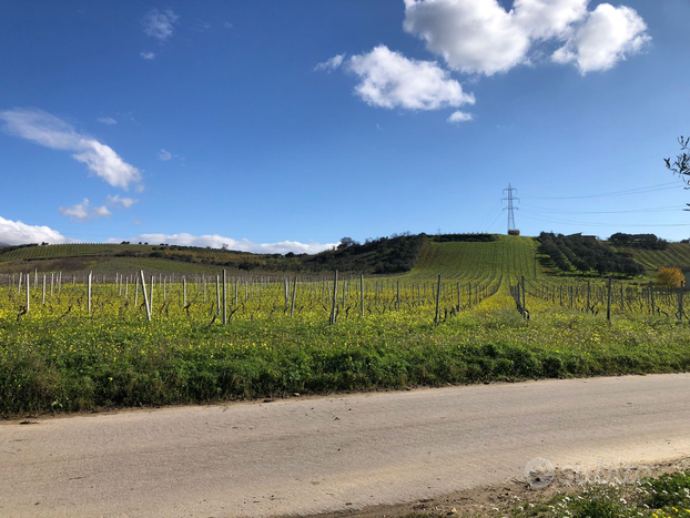 Terreno con vigneto san giuseppe jato