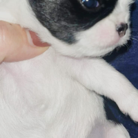 Chihuahua piccolo