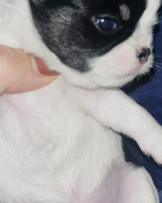 Chihuahua piccolo
