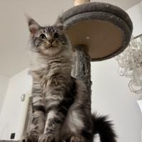 Gattina maine coon pedigree Anfi