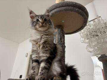 Gattina maine coon pedigree Anfi