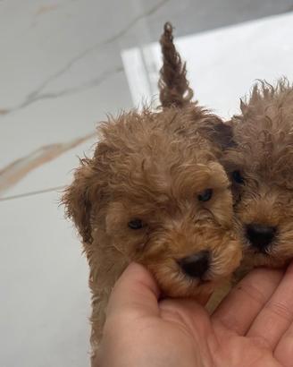 Cuccioli barboncino toy